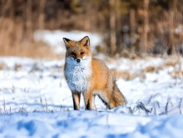 Renard roux dans la neige